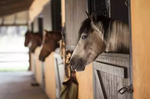 גביע ה-All-American Breeders Cup